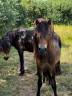 Entire Dartmoor For sale 2024 Bay