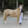 Stallion Welsh Pony (Section C) For sale 2024 Palomino