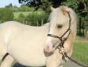 Colt Welsh Pony (Section B) For sale 2025 Palomino