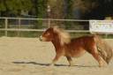 Filly Origin Recorded For sale 2023 Silver dapple