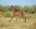 Filly Lusitano For sale 2026 Black