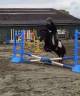 Gelding Shetland Pony For sale 2022 Black