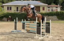Mare AES Anglo European Studbook For sale 2015 Bay