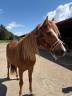 Gelding No Origin Recorded For sale 2020 Chesnut