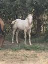 Filly Quarter For sale 2026 Cream