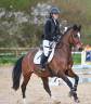 Gelding French Saddle Pony For sale 2015 Bay