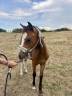 Filly Origin Recorded For sale 2025 Bay