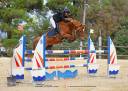 Gelding British Riding Pony For sale 2015 Chesnut
