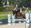 Gelding KWPN Dutch Warmblood For sale 2018 Dark Bay