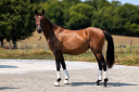 Mare PRE Pure Spanish Bred For sale 2023 Bay