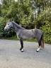Gelding Connemara For sale 2023 Grey