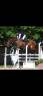 Gelding Selle Fran&ccedil;ais For sale 2016 Bay
