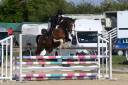 Gelding Selle Fran&ccedil;ais For sale 2020 Coloured