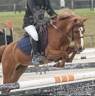 Gelding French Saddle Pony For loan 2008 Chesnut
