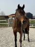 Mare Thoroughbred For sale 2019 Bay