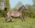 Filly Lusitano For sale 2025 Grullo