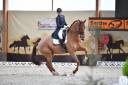 Gelding KWPN Dutch Warmblood For sale 2011 Chesnut
