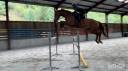 Gelding sBs Belgian Warmblood For sale 2019 Chesnut