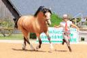 Mare Welsh Pony (Section D), Welsh Cob For sale 2024 Liver chestnut