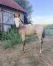 Colt AES Anglo European Studbook For sale 2026 Buckskin