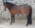 Gelding French Saddle Pony For sale 2023 Dark Bay
