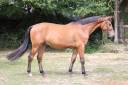 Gelding Selle Fran&ccedil;ais For sale 2022 Bay