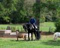 17HH black Friesian gelding 7yo