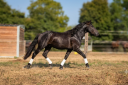 Colt M&eacute;rens For sale 2023 Black