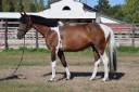 Gelding Selle Fran&ccedil;ais For sale 2016 Coloured