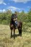 Gelding sBs Belgian Warmblood For sale 2023 Bay