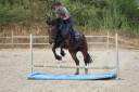 Mare Normandy Cob For sale 2017 Bay