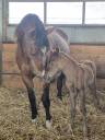 Filly Welsh Part Bred For sale 2026 Chesnut