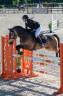 Gelding French Saddle Pony For sale 2015 Dark buckskin