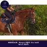 Gelding AQPS For sale 2022 Chesnut