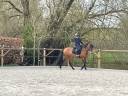 Mare Spanish Norman  For sale 2016 Buckskin
