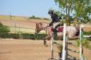 Gelding French Saddle Pony For sale 2014 Roan
