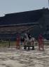 Gelding French Saddle Pony For sale 2022 Grey