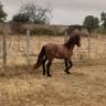Gelding Dartmoor For sale 2025 Bay