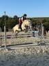 Mare French Saddle Pony For loan 2018 Grey