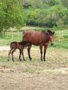 Equestrian property  Lot-et-Garonne