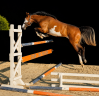 Mare Origin Recorded For sale 2022 Coloured