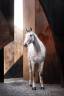 Mare Zangersheide For sale 2021 Grey