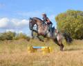 Stallion Lusitano For sale 2018 Grullo