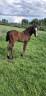 Colt French Saddle Pony For sale 2026 Bay