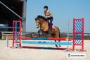 Mare Connemara For sale 2020 Buckskin
