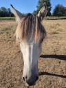 Gelding Origin Recorded For sale 2025 Buckskin