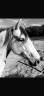 Gelding Lusitano For sale 2019 Grey