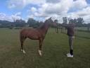 Filly Origin Recorded For sale 2025 Chesnut