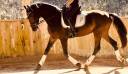 Gelding KWPN Dutch Warmblood For sale 2023 Dark Bay