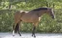 Gelding Zangersheide For sale 2020 Bay